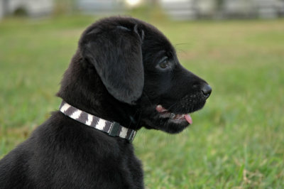 Fred at 8 weeks old