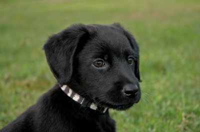 Fred at 8 weeks old