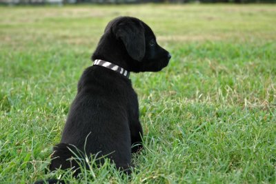 Fred at 8 weeks old