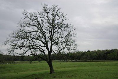 Cedar Lodge