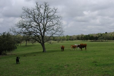 Cedar Lodge