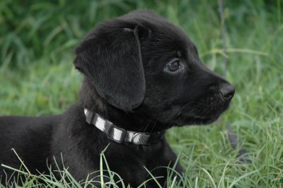 Fred at 8 weeks old