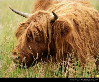 Scottish Cow II