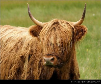 Scottish Cow III