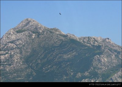 Mountain and Eagle