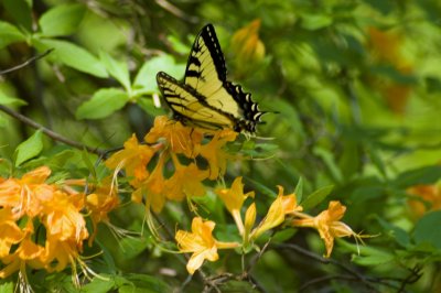 Eastern Tiger Swallowtail