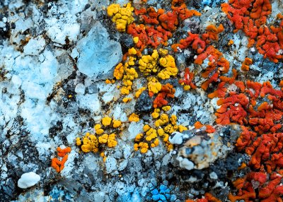 Quartz and Lichen Abstract