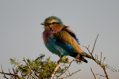 Lilac-breasted Roller