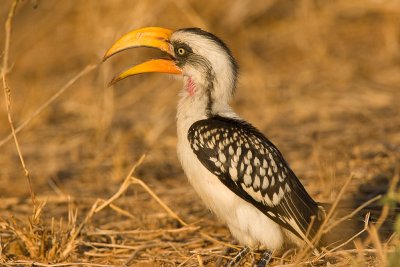 Yellow-billed Hornbill