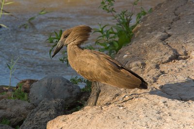 Hammerkop