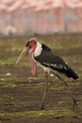 Male Marabou Stork
