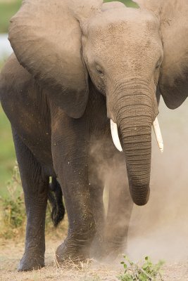 Amboseli Female Elephant