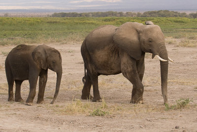 Amboseli Female Elephant with Juvenile