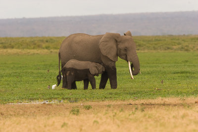 Amboseli Female Elephant with Juvenile