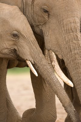 Amboseli Female Elephant with Juvenile