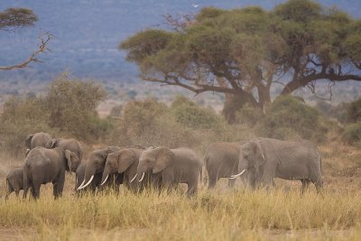 Amboseli Elephant Matriarchal Family
