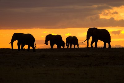 Amboseli Elephants at Sunset