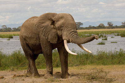 Amboseli Male Elephant