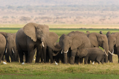 Amboseli Elephant Herd