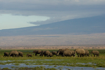 Amboseli Elephant Herd