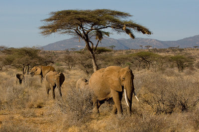 Samburu Elephant Herd