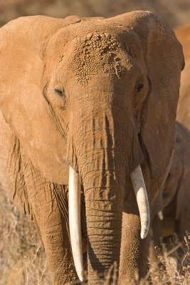 Samburu Male Elephant