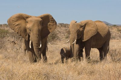 Samburu Elephant Family