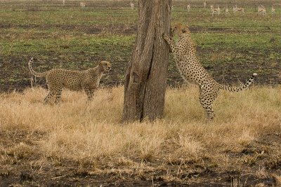 Cheetah Masai Mara 05.jpg