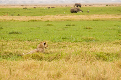 Lion Amboseli 01.jpg
