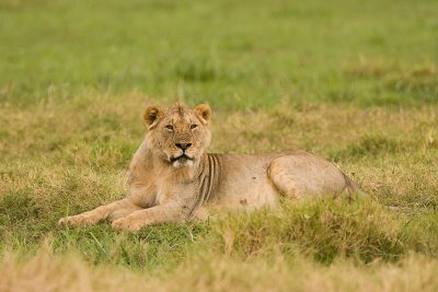 Lion Amboseli 02.jpg