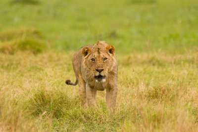 Lion Amboseli 03.jpg