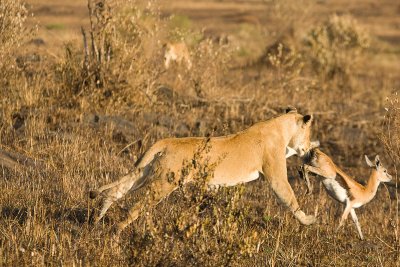 Lion Masai Mara-01.jpg