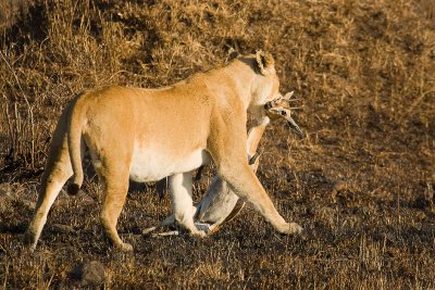 Lion Masai Mara-02.jpg
