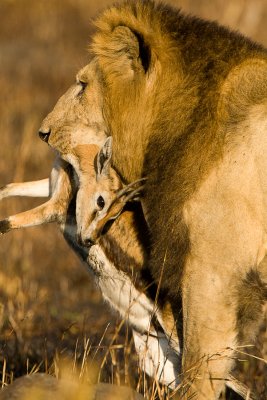 Lion Masai Mara-03.jpg