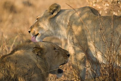 Lion Masai Mara-04.jpg