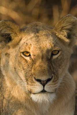 Lion Masai Mara-05.jpg