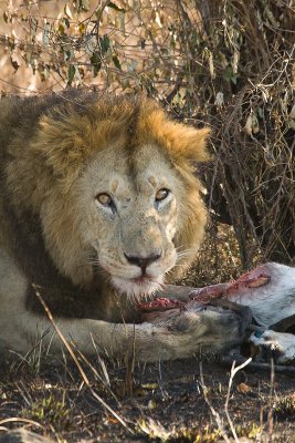 Lion Masai Mara-06.jpg