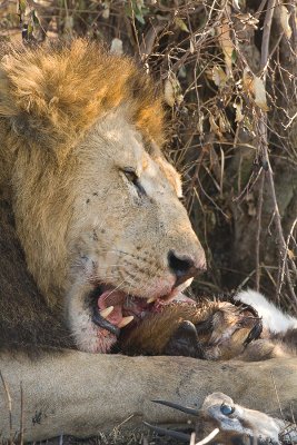 Lion Masai Mara-07.jpg
