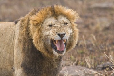 Lion Masai Mara-08.jpg