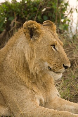 Lion Masai Mara-10.jpg