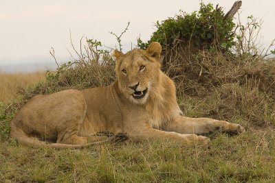 Lion Masai Mara-11.jpg