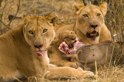 Lion Masai Mara-12.jpg