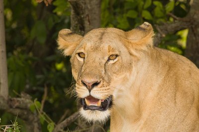 Lion Masai Mara-13.jpg