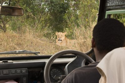 Lion Masai Mara-14.jpg