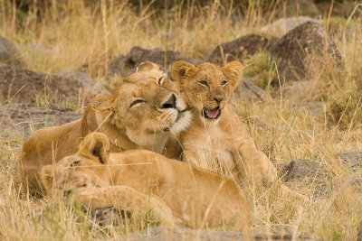 Lion Masai Mara-15.jpg