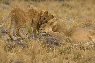 Lion Masai Mara-16.jpg