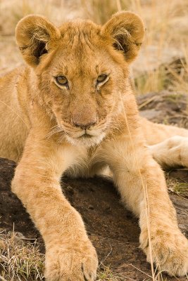Lion Masai Mara-17.jpg