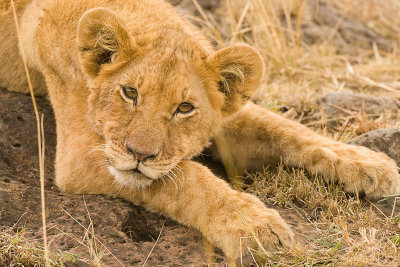 Lion Masai Mara-18.jpg