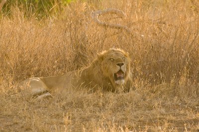 Lion Samburu 01.jpg