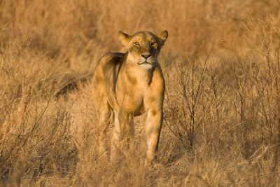 Lion Samburu 04.jpg